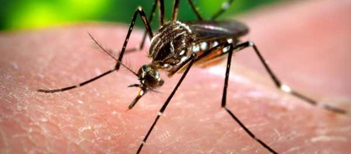 dengue-mosquito-21-1474460147-1626161064